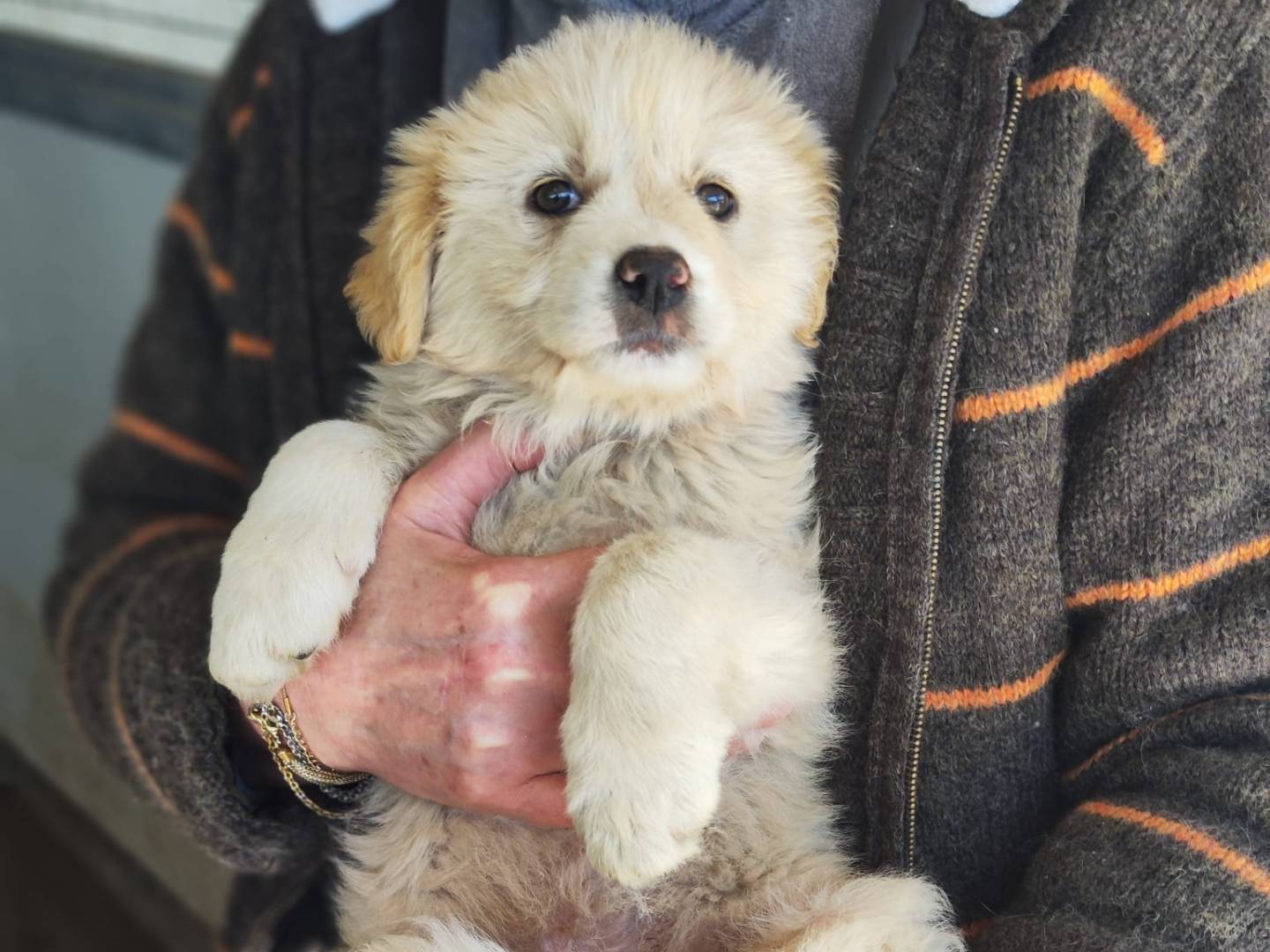 Adozione cane, maschio, Golden Retriever Razza sconosciuta, 1 mesi, taglia media, Trapani