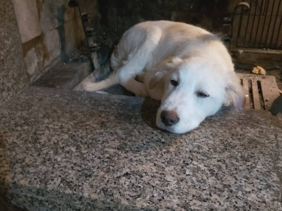 Adozione cane, maschio, Labrador Retriever Razza sconosciuta, 3 mesi, taglia media, Roma