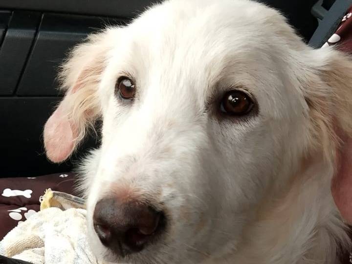 Adotta un cane, maschio, 3 mesi, Roma