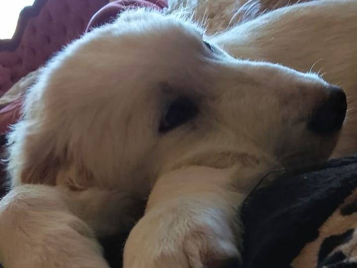 Adotta un cane, taglia media, maschio, Roma