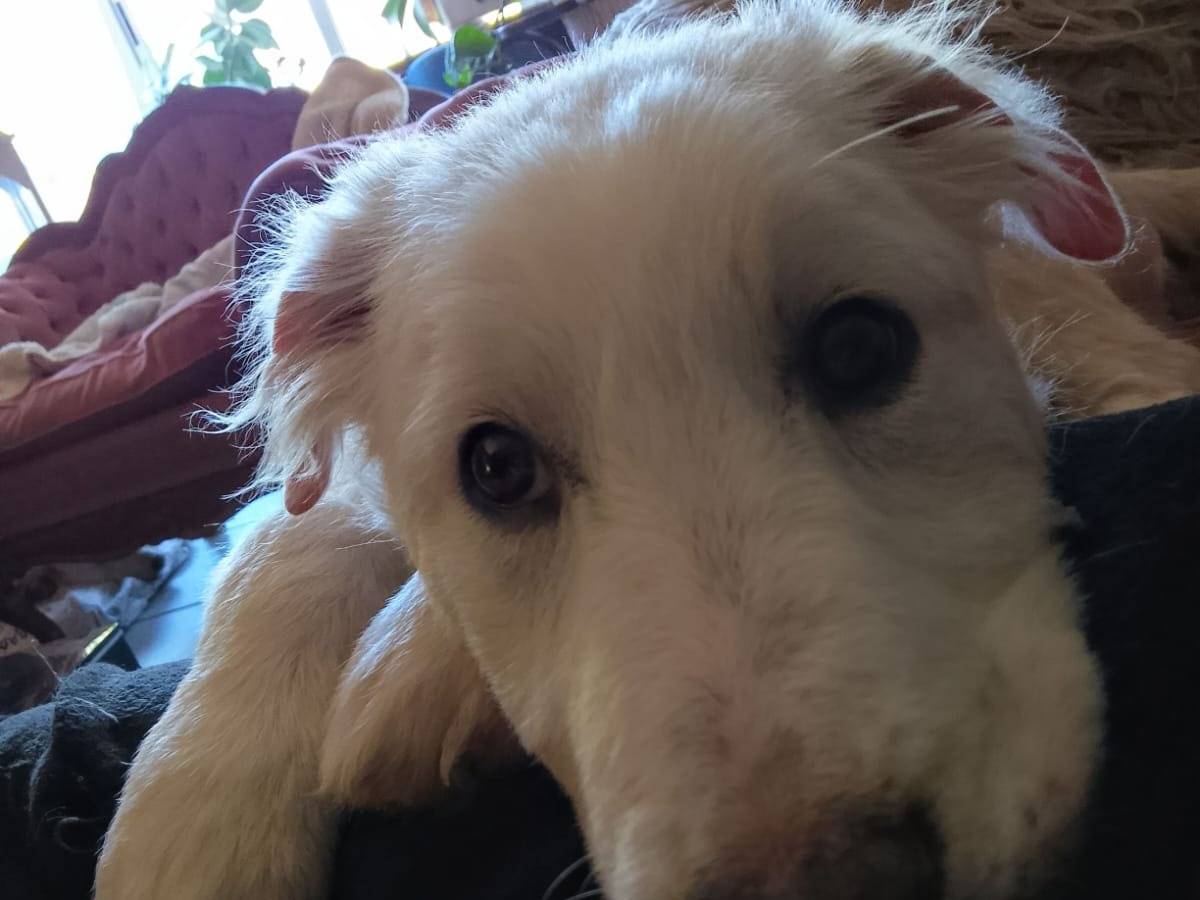 Vuoi adottare un cane a Roma?