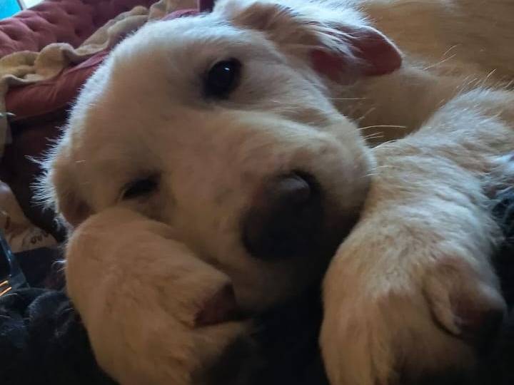 Adotta il cane Pulcino a Roma