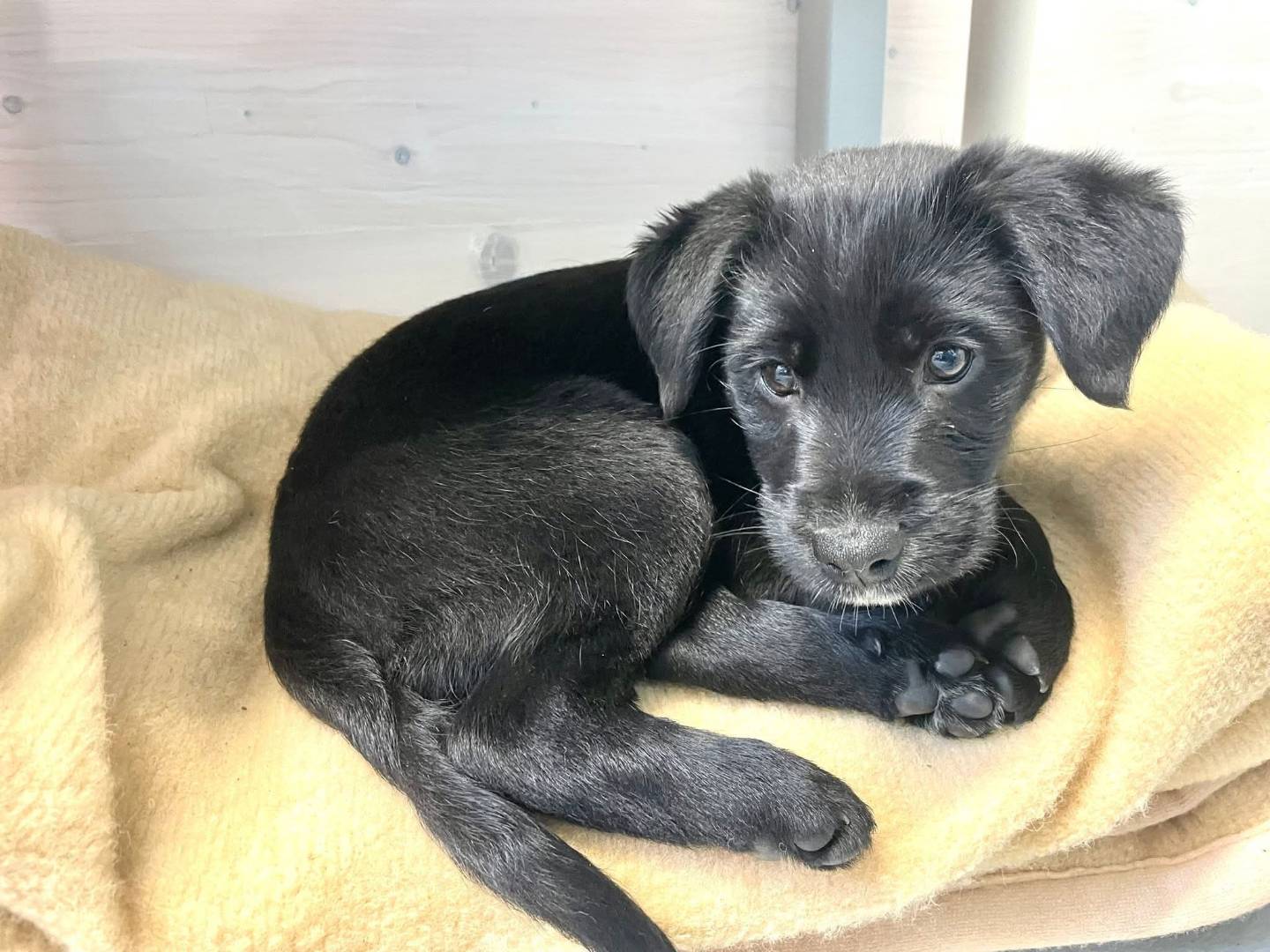 Adozione cane, femmina, Razza sconosciuta Razza sconosciuta, 3 mesi, taglia piccola, Cagliari