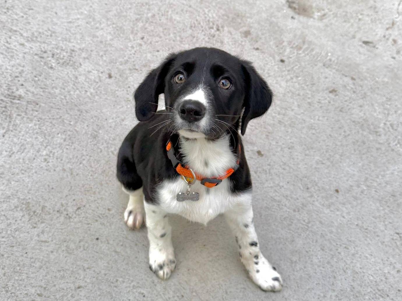 Adotta un cane, femmina, 3 mesi, Cagliari