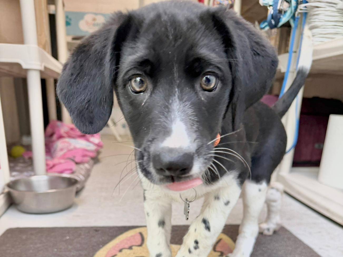 Adotta un cane, taglia piccola, femmina, Cagliari