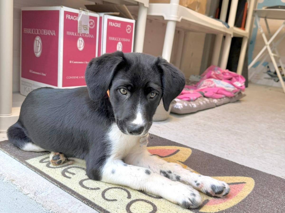 Vuoi adottare un cane a Cagliari?