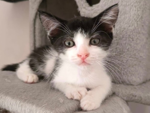 Adotta un gatto, maschio, 7 mesi, Bari