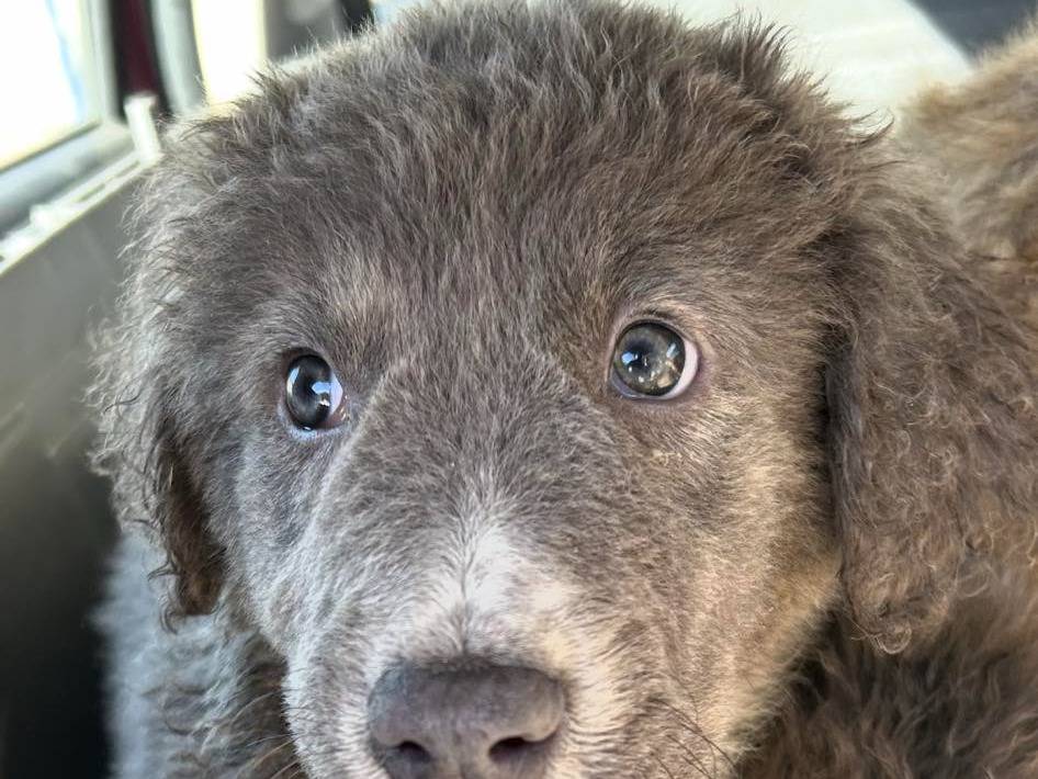 Adozione cane, femmina, Razza sconosciuta Razza sconosciuta, 1 mesi, taglia media, Palermo