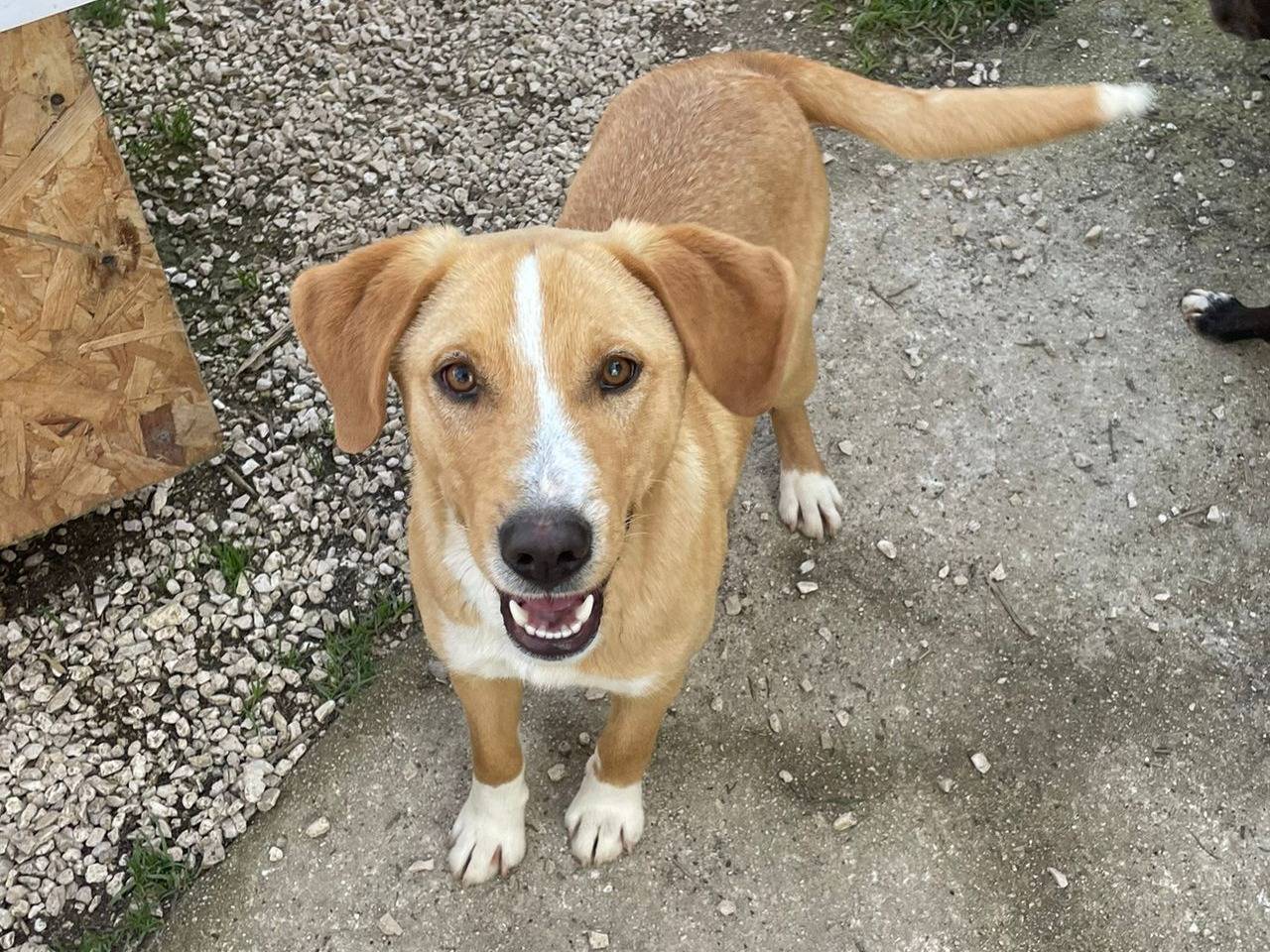 Adozione cane, maschio, Razza sconosciuta Razza sconosciuta, 10 mesi, taglia media contenuta, Frosinone