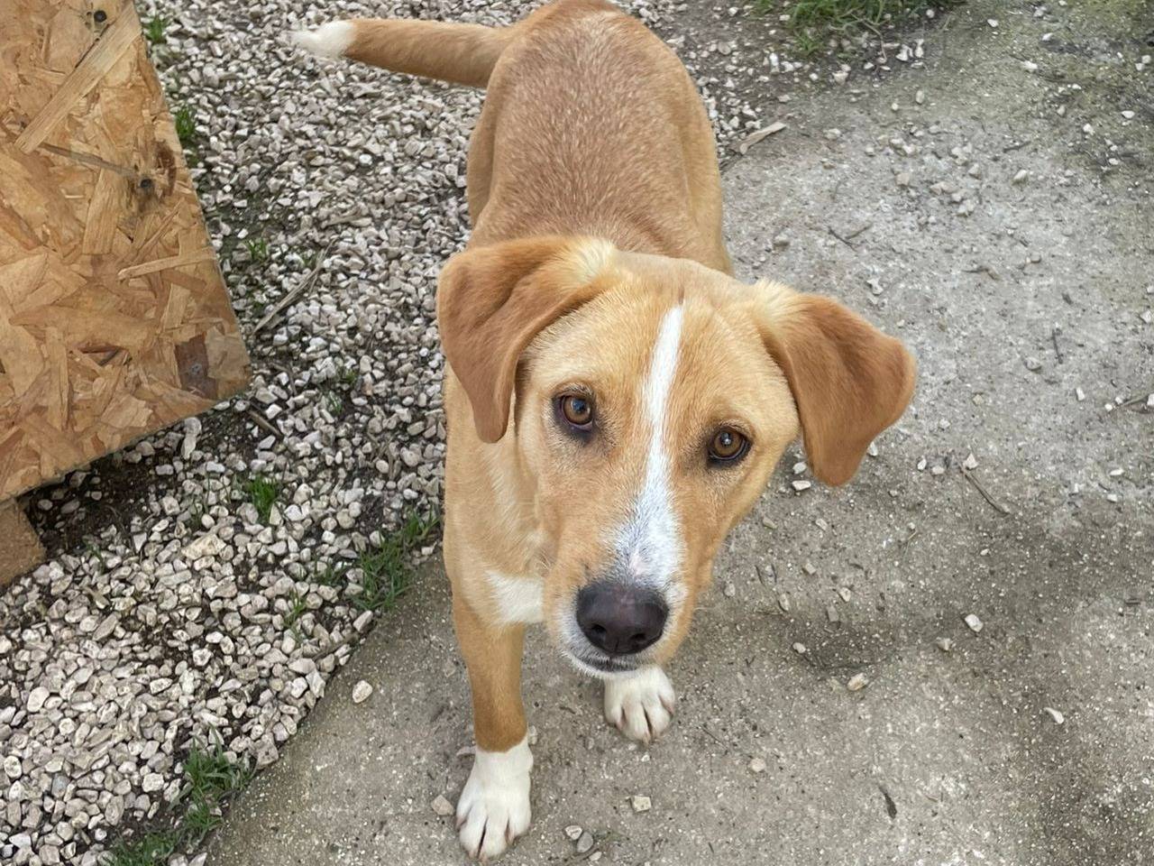 Adotta un cane, maschio, 10 mesi, Frosinone