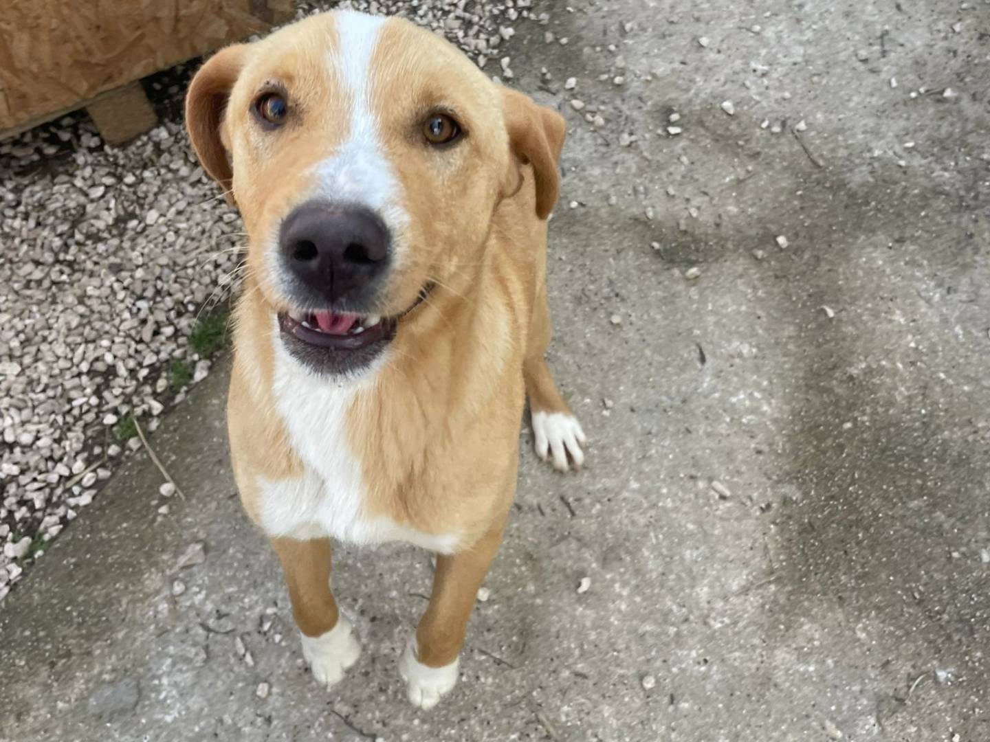 Adotta un cane, taglia media contenuta, maschio, Frosinone