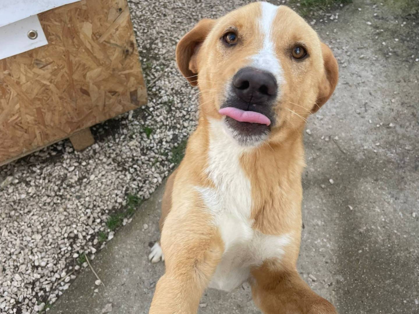 Adotta il cane OLIVER a Frosinone