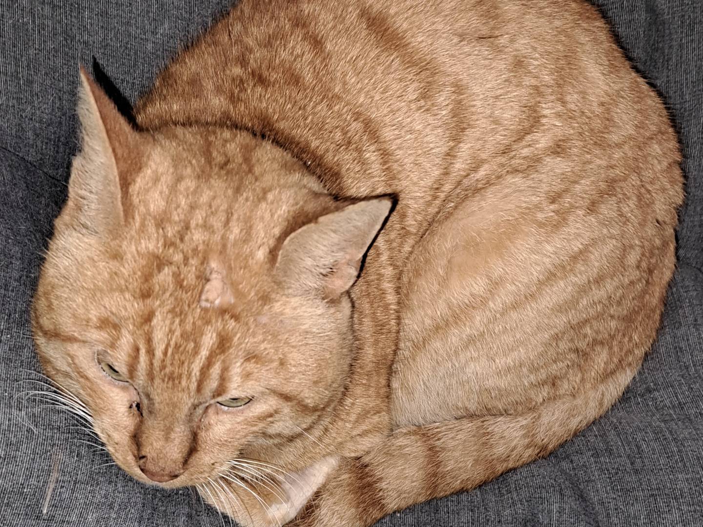 Adozione gatto, maschio, Razza sconosciuta Razza sconosciuta, 9 anni e 8 mesi, taglia non valida, Firenze