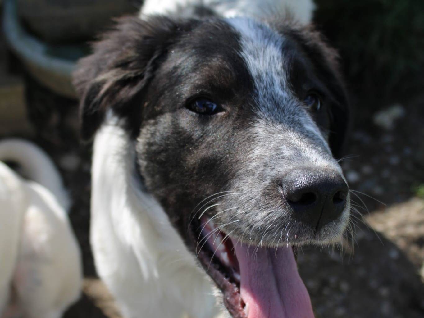 Vuoi adottare un cane a Reggio?