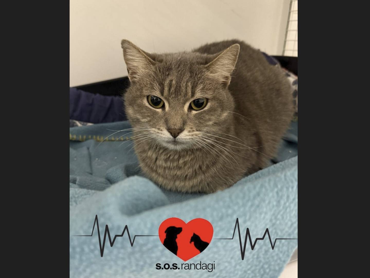 Adozione gatto, femmina, Razza sconosciuta Razza sconosciuta, 1 anno e 1 mese, taglia non valida, Milano