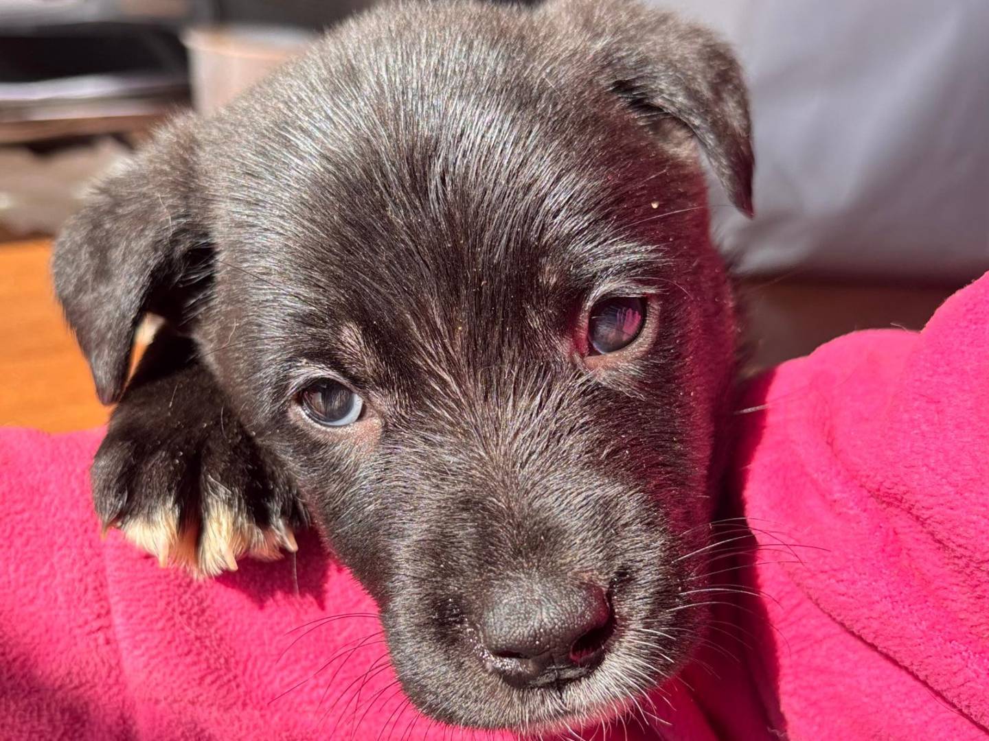 Adozione cane, maschio, Razza sconosciuta Razza sconosciuta, 3 mesi, taglia gigante, Ragusa