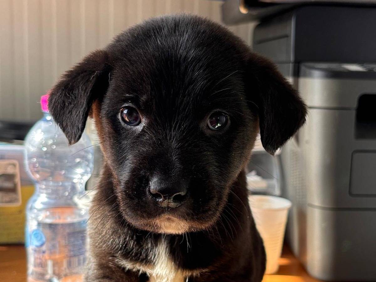Adotta un cane, taglia gigante, maschio, Ragusa