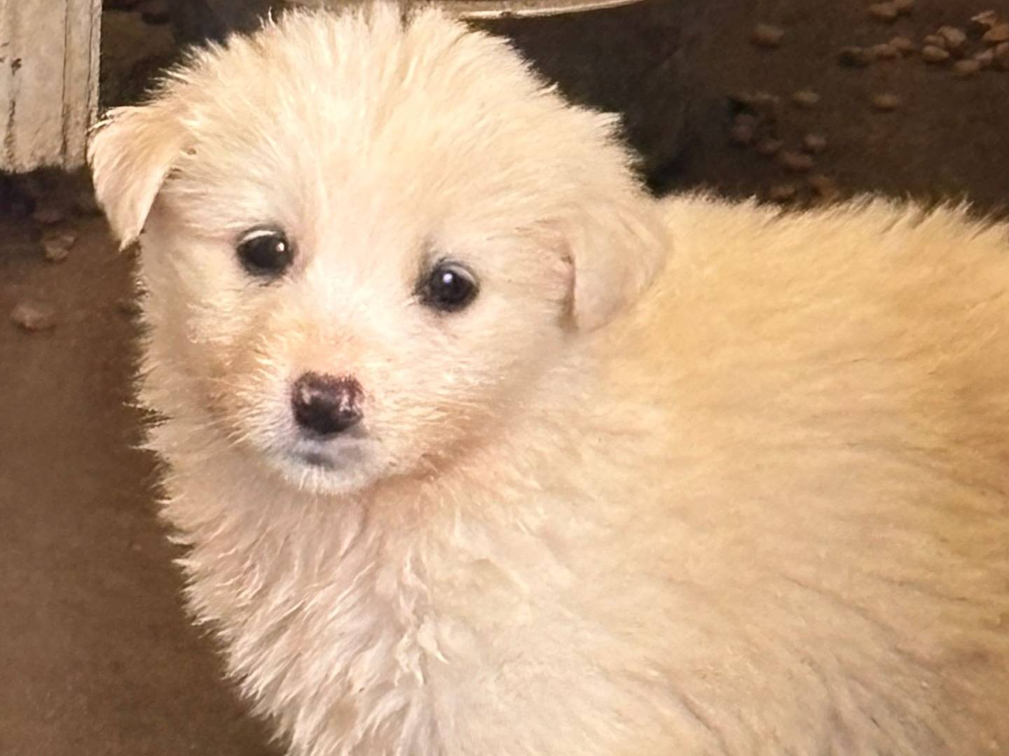 Adozione cane, femmina, Pastore maremmano Razza sconosciuta, 1 mesi, taglia gigante, Ragusa