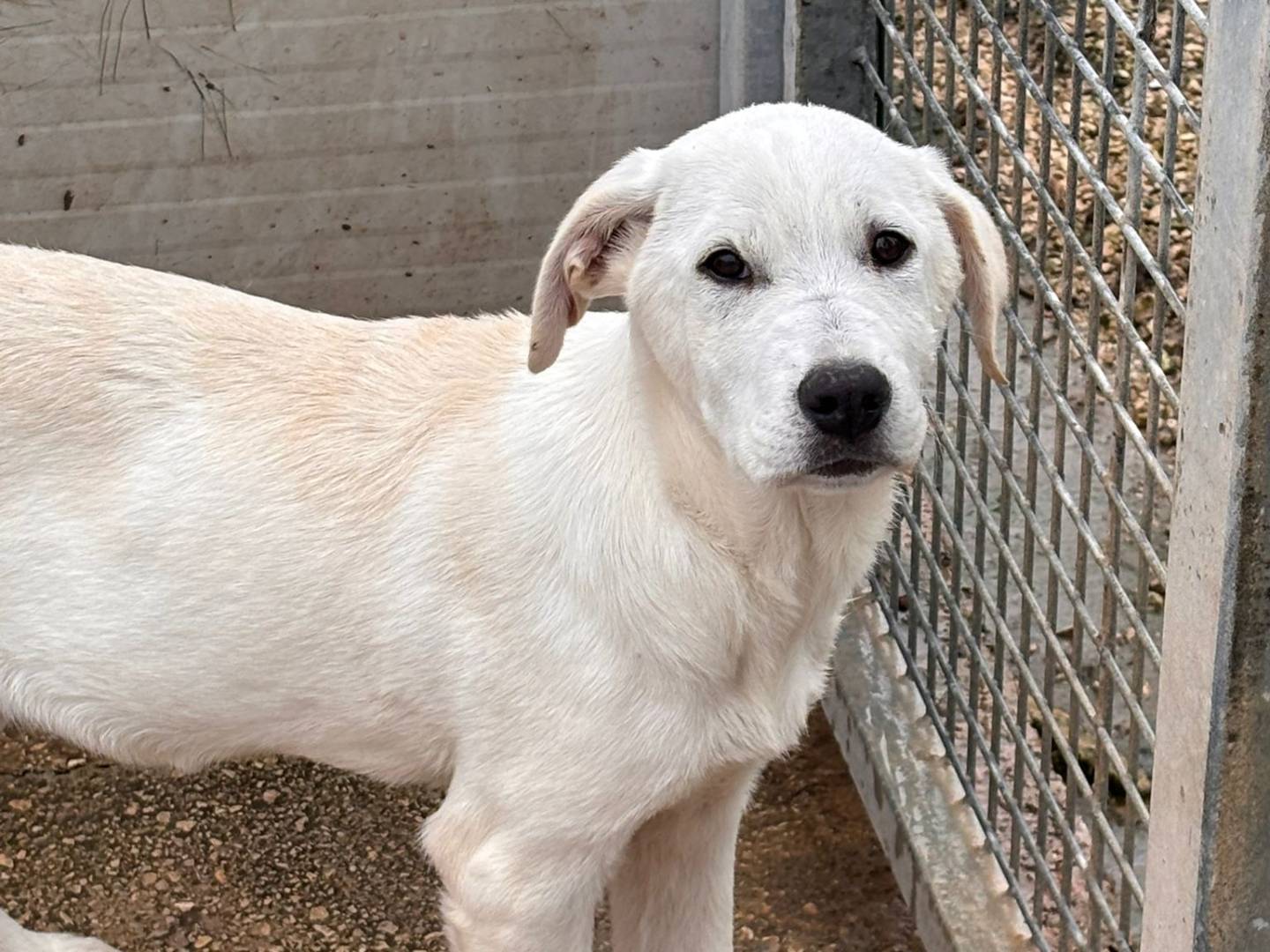 Adozione cane, femmina, Labrador Retriever Razza sconosciuta, 4 mesi, taglia grande, Ragusa