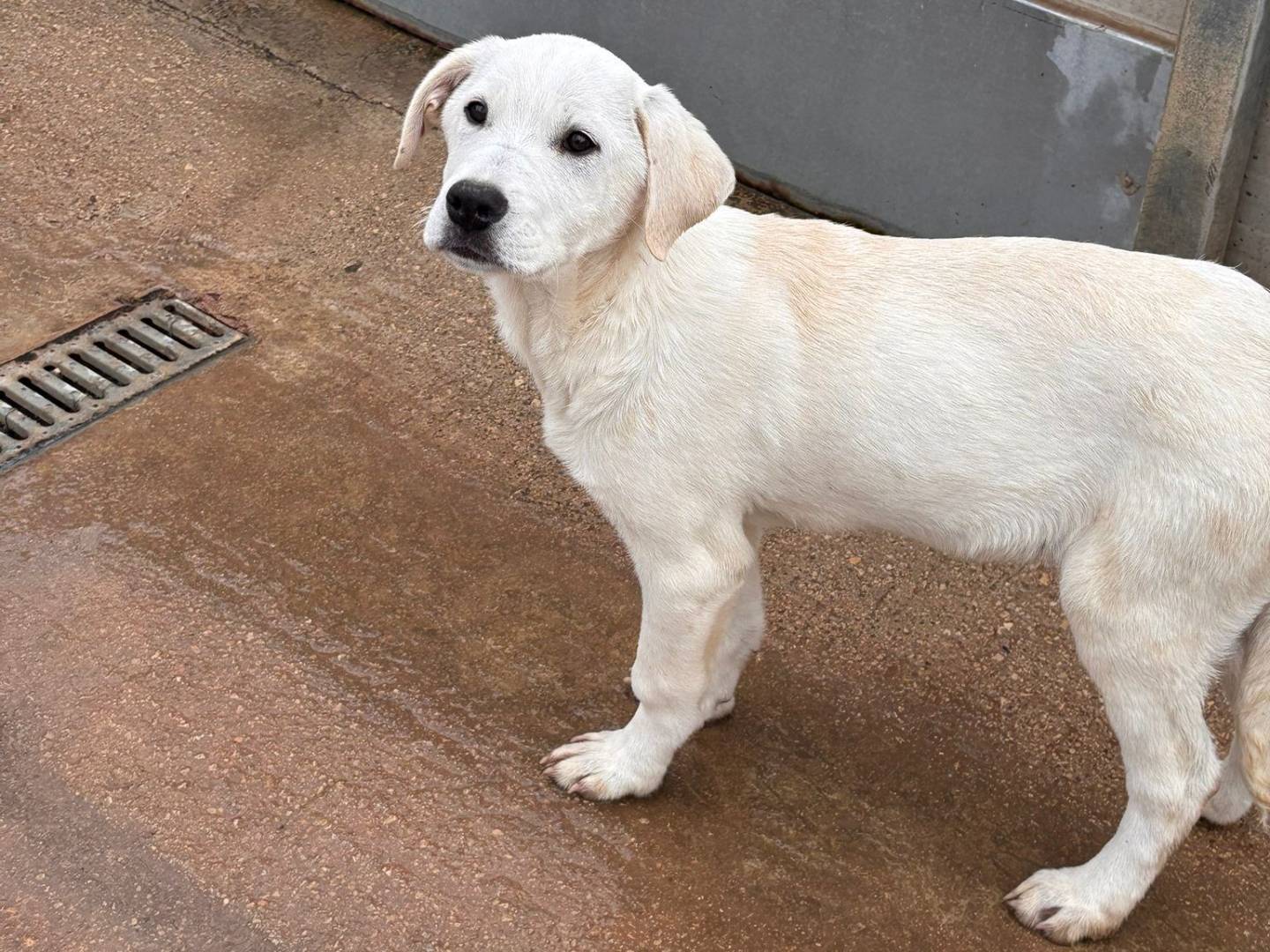 Adotta un cane, femmina, 4 mesi, Ragusa