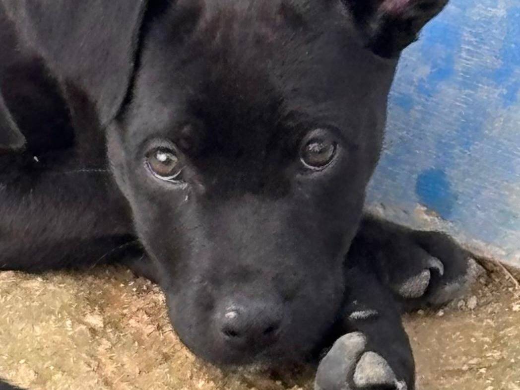 Adozione cane, femmina, Razza sconosciuta Razza sconosciuta, 3 mesi, taglia media contenuta, Ragusa