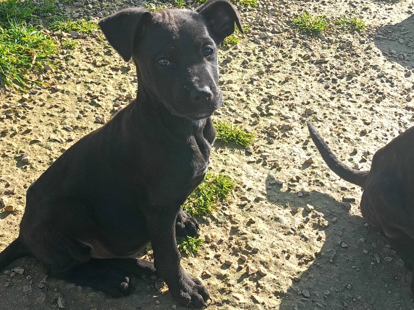 Adotta un cane, taglia media contenuta, femmina, Ragusa