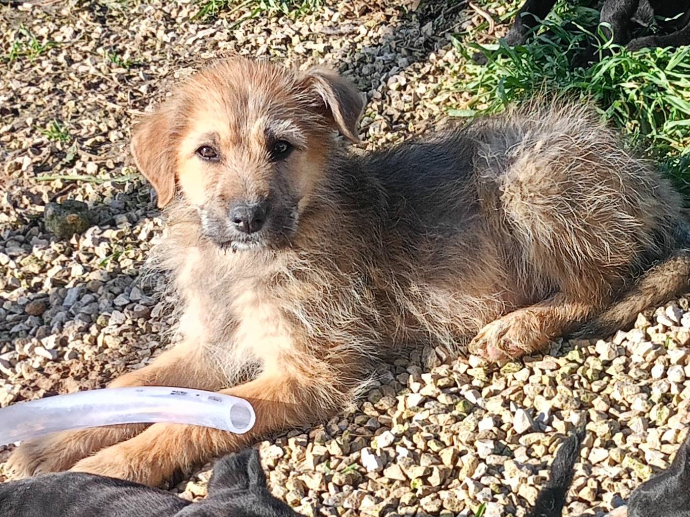 Adotta un cane, maschio, 3 mesi, Ragusa