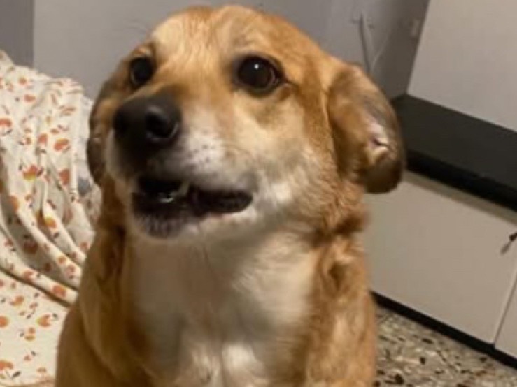 Adozione cane, femmina, Razza sconosciuta Razza sconosciuta, 8 anni, taglia piccola, Verona