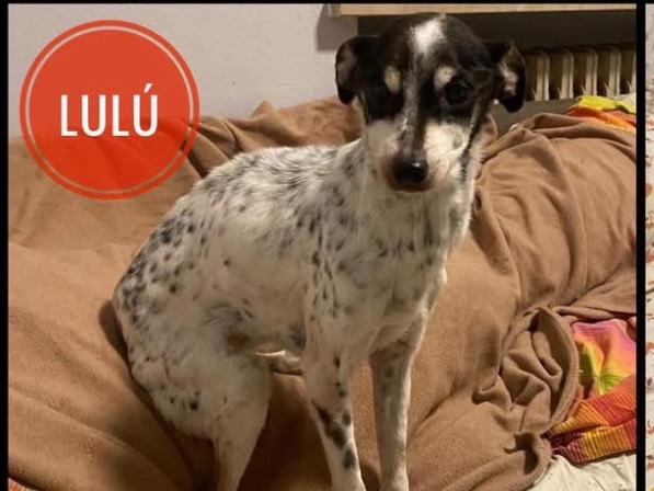 Adozione cane, femmina, Razza sconosciuta Razza sconosciuta, 16 anni e 1 mese, taglia piccola, Verona