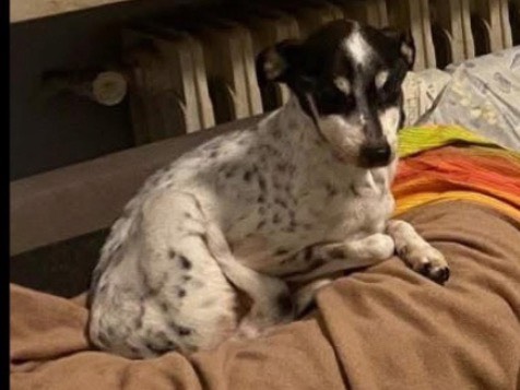 Adotta un cane, femmina, 16 anni e 1 mese, Verona