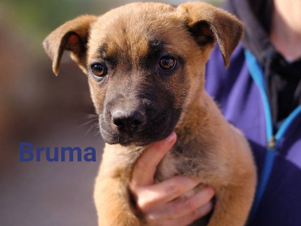 Adozione cane, femmina, Razza sconosciuta Razza sconosciuta, 2 mesi, taglia grande, Crotone