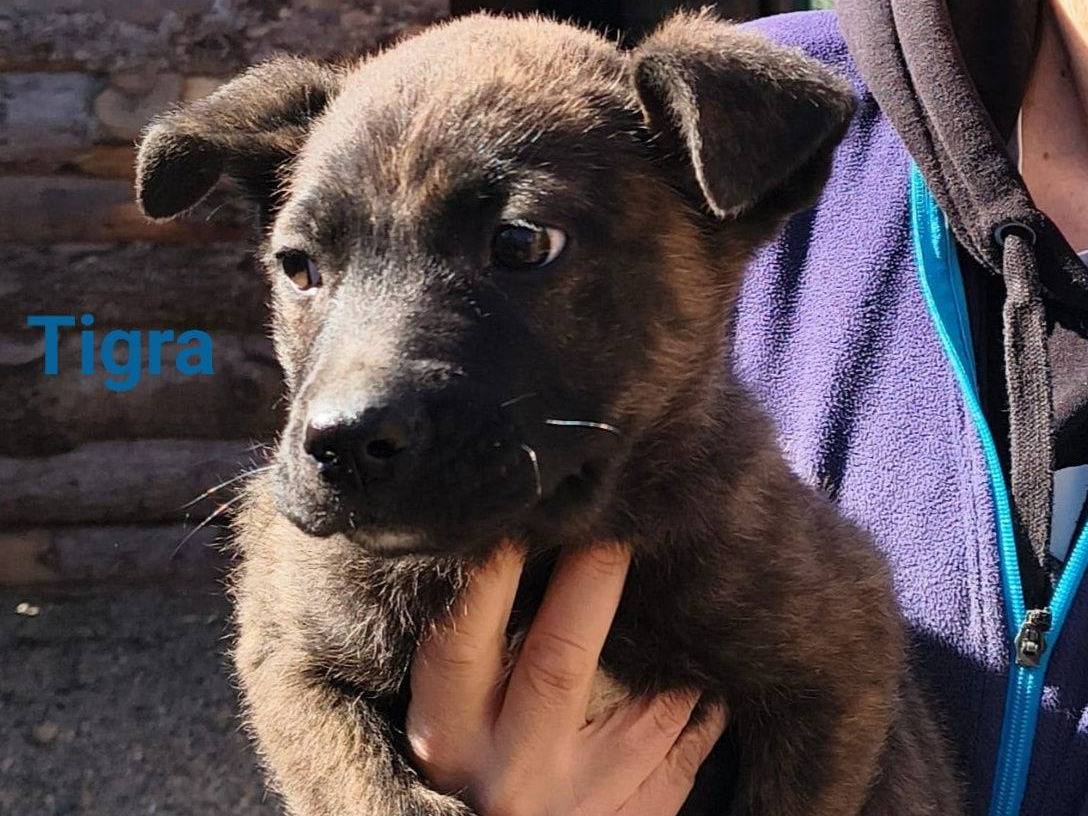 Adozione cane, femmina, Razza sconosciuta Razza sconosciuta, 2 mesi, taglia media, Crotone