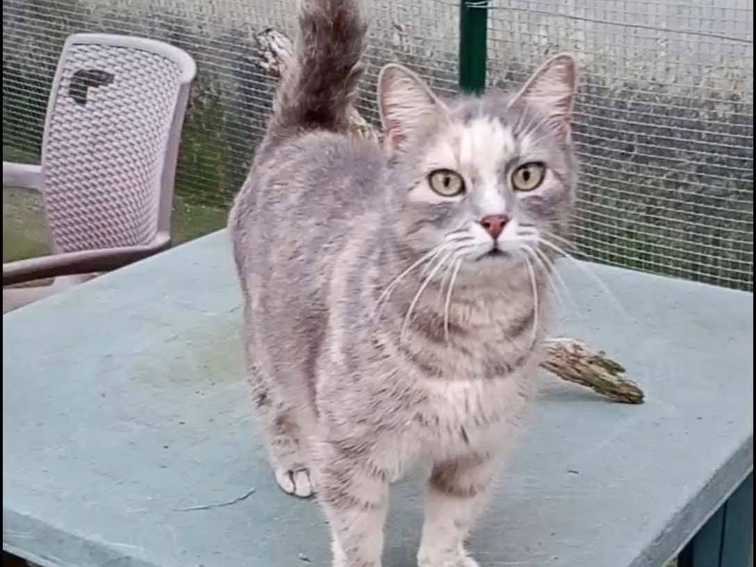 Adozione gatto, femmina, Razza sconosciuta Razza sconosciuta, 6 anni e 3 mesi, taglia non valida, Latina