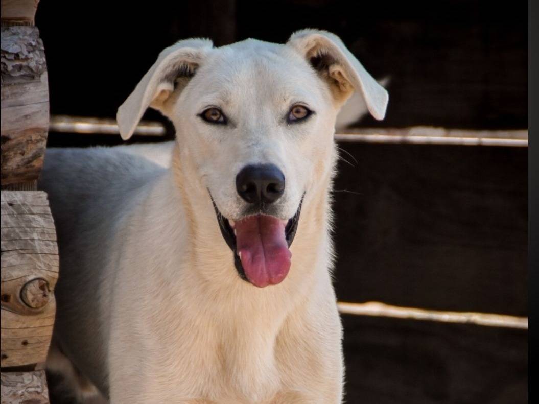 Adozione cane, maschio, Razza sconosciuta Razza sconosciuta, 3 anni e 8 mesi, taglia media, Crotone