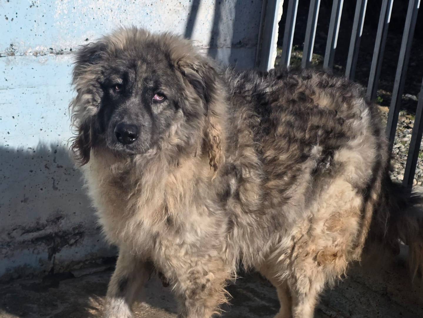 Adozione cane, maschio, Razza sconosciuta Razza sconosciuta, 2 anni e 11 mesi, taglia gigante, Crotone