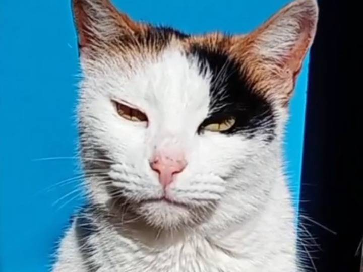 Adozione gatto, femmina, Razza sconosciuta Razza sconosciuta, 5 anni e 3 mesi, taglia non valida, Latina
