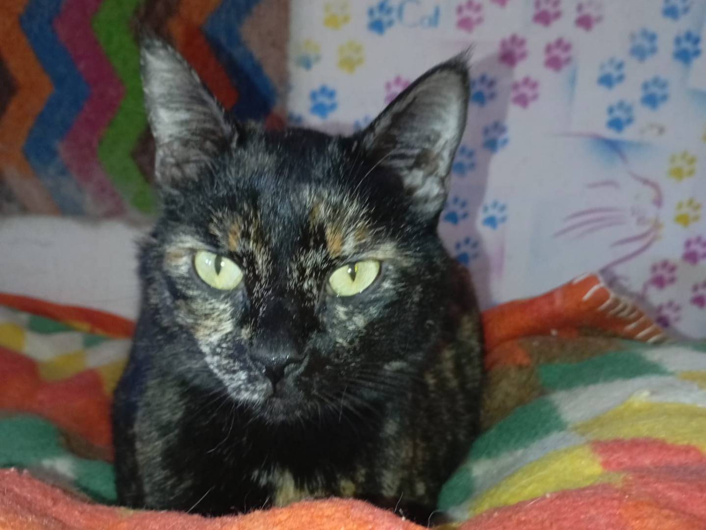 Adozione gatto, femmina, Razza sconosciuta Razza sconosciuta, 2 anni e 2 mesi, taglia non valida, Latina