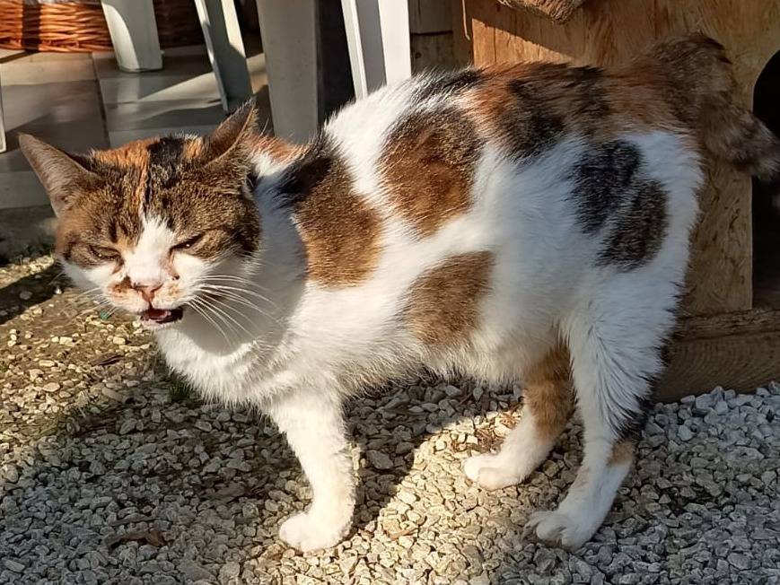 Adotta un gatto, femmina, 10 anni e 1 mese, Firenze
