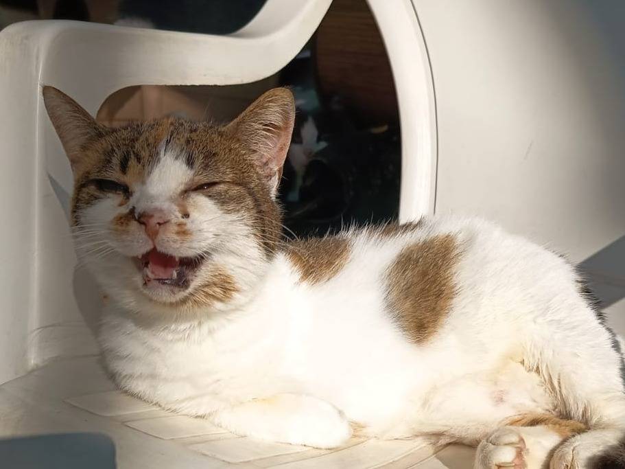 Adotta un gatto, taglia non valida, femmina, Firenze