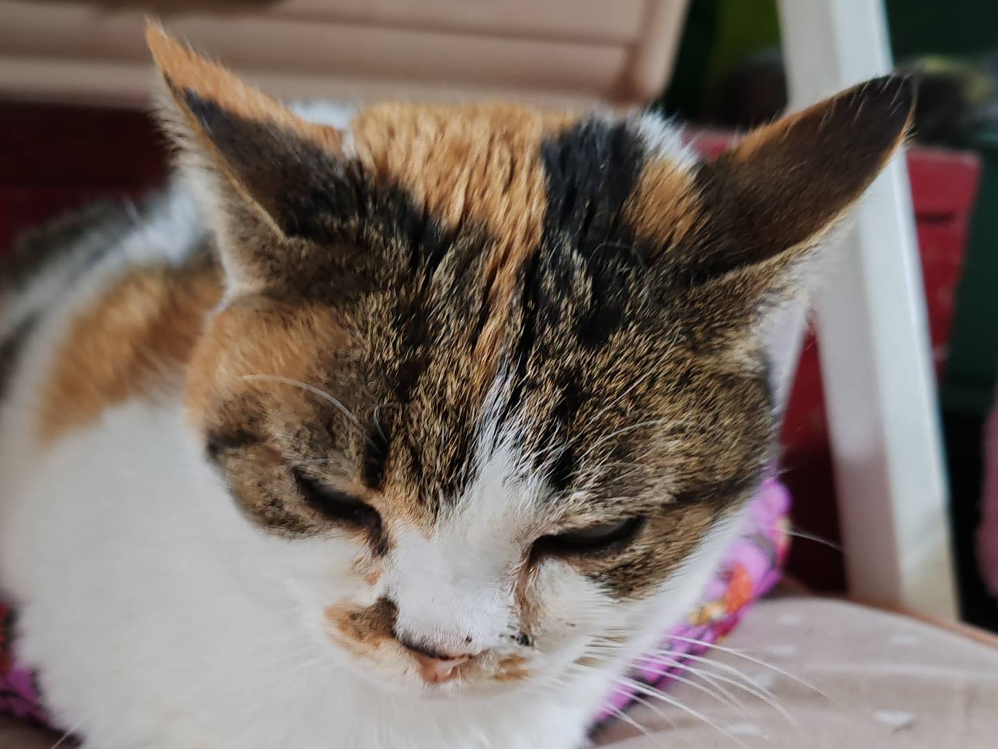 Vuoi adottare un gatto a Firenze?