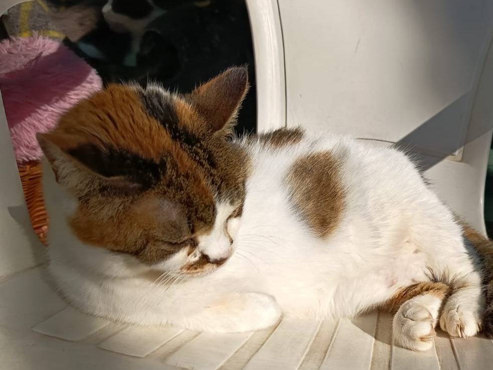 Adotta il gatto Isotta a Firenze