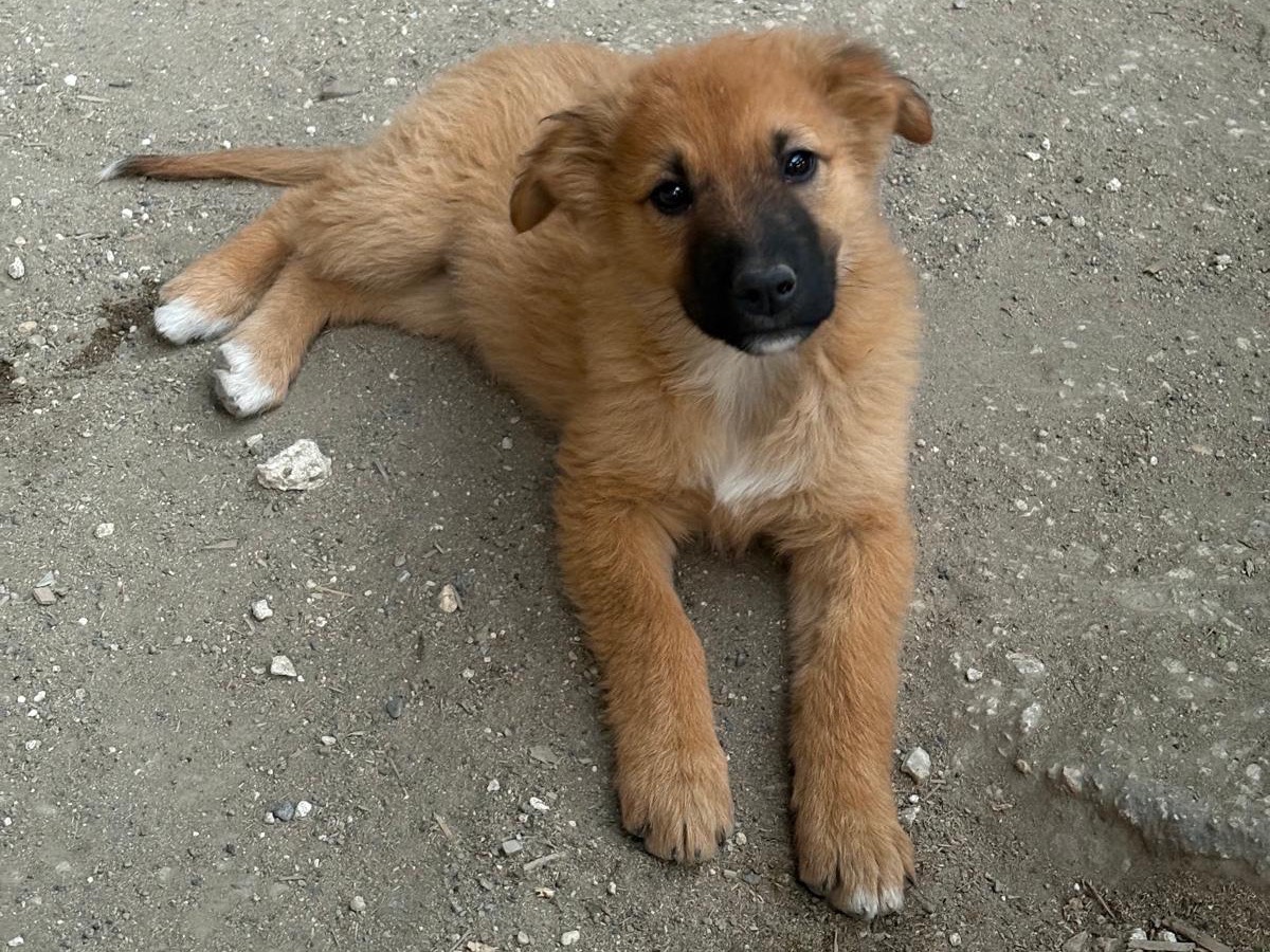 Adotta un cane, femmina, 4 mesi, Siracusa