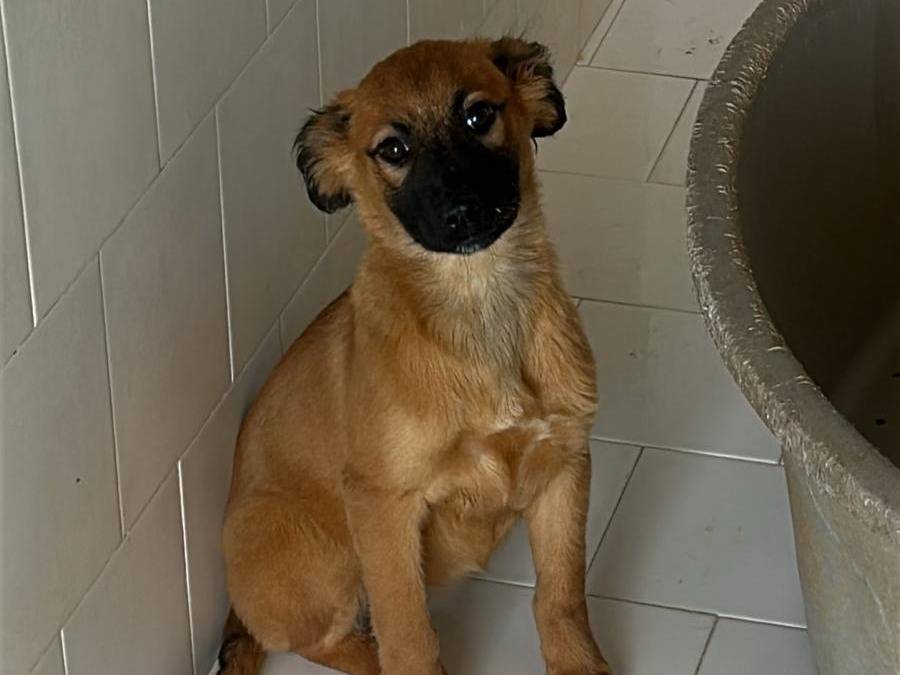 Adozione cane, femmina, Razza sconosciuta Razza sconosciuta, 2 mesi, taglia media contenuta, Latina