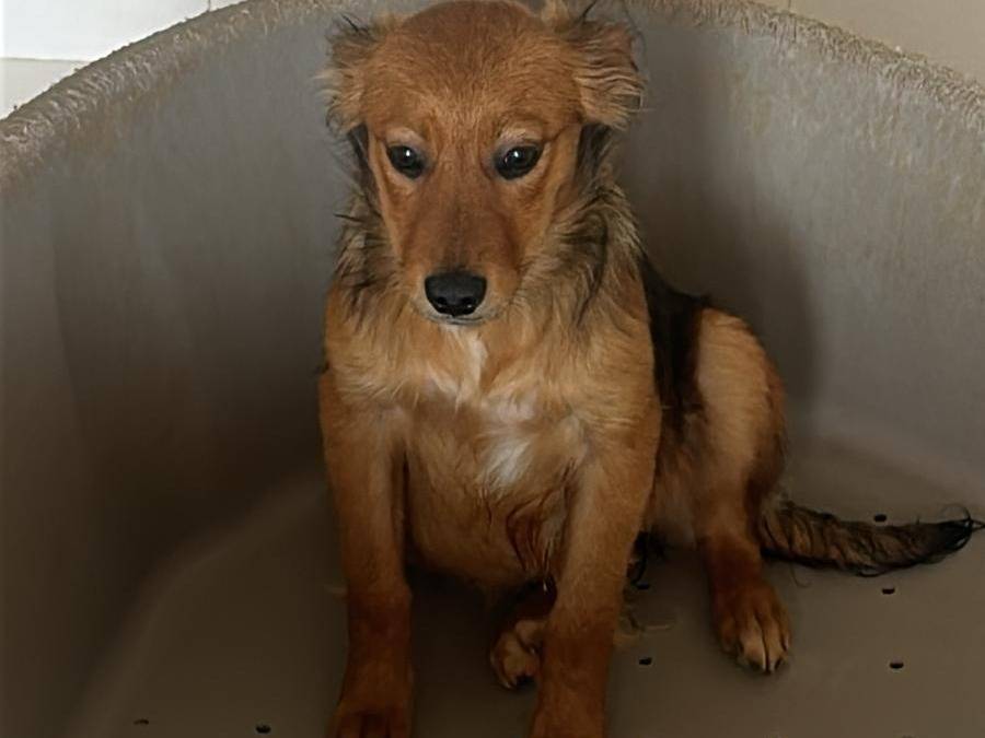 Adozione cane, femmina, Razza sconosciuta Razza sconosciuta, 4 mesi, taglia media contenuta, Latina