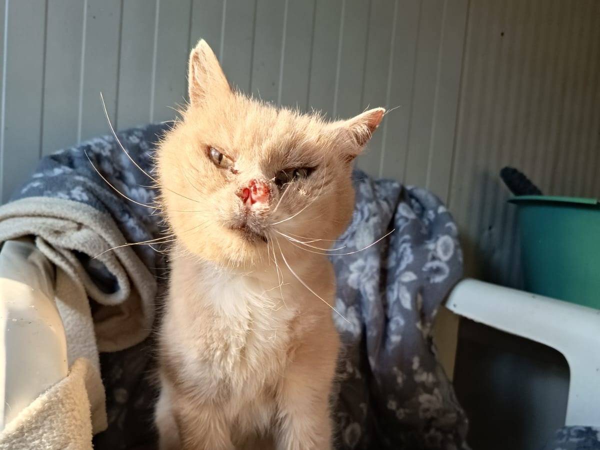 Adozione gatto, femmina, Razza sconosciuta Razza sconosciuta, 7 anni e 1 mese, taglia non valida, Firenze