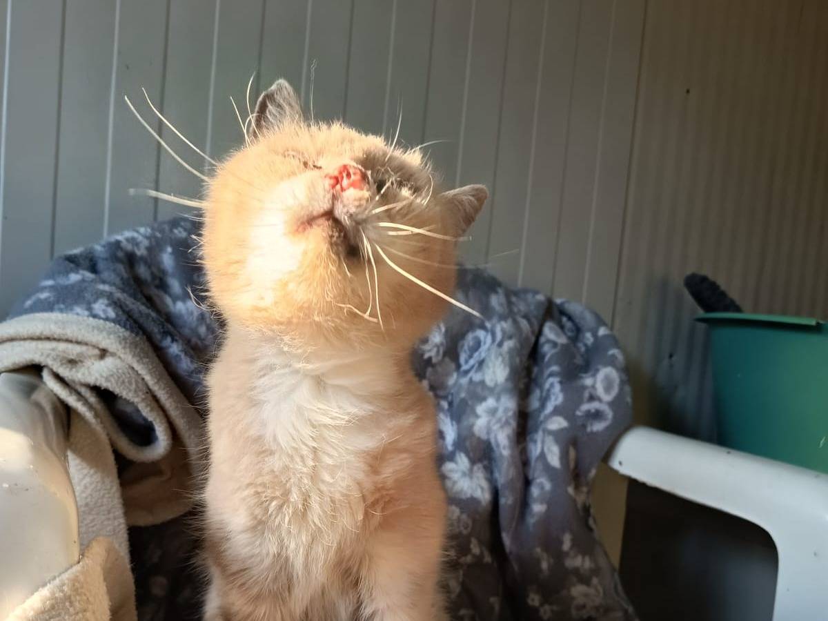 Adotta un gatto, femmina, 7 anni e 1 mese, Firenze