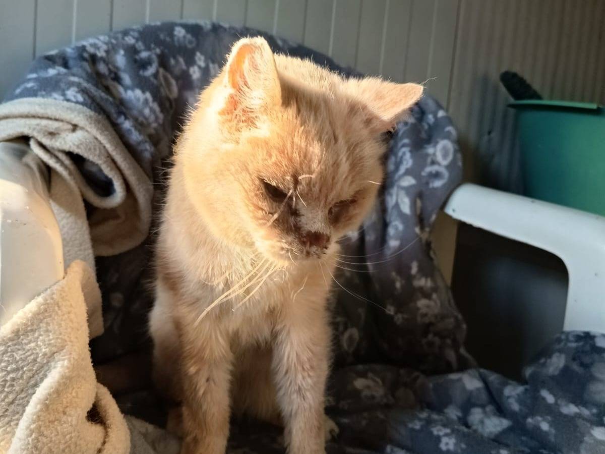 Adotta un gatto, taglia non valida, femmina, Firenze