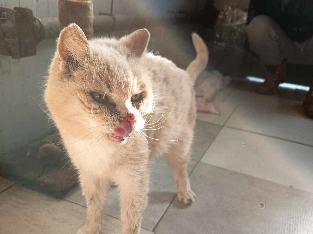 Vuoi adottare un gatto a Firenze?