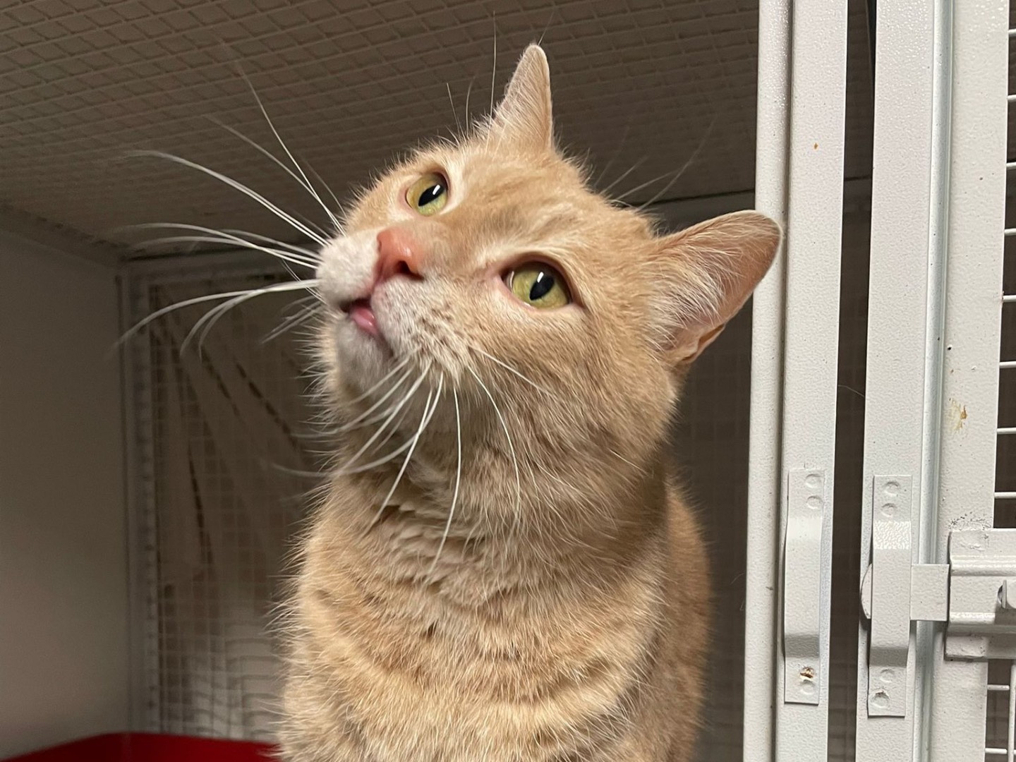 Adozione gatto, maschio, Razza sconosciuta Razza sconosciuta, 8 anni e 7 mesi, taglia non valida, Milano