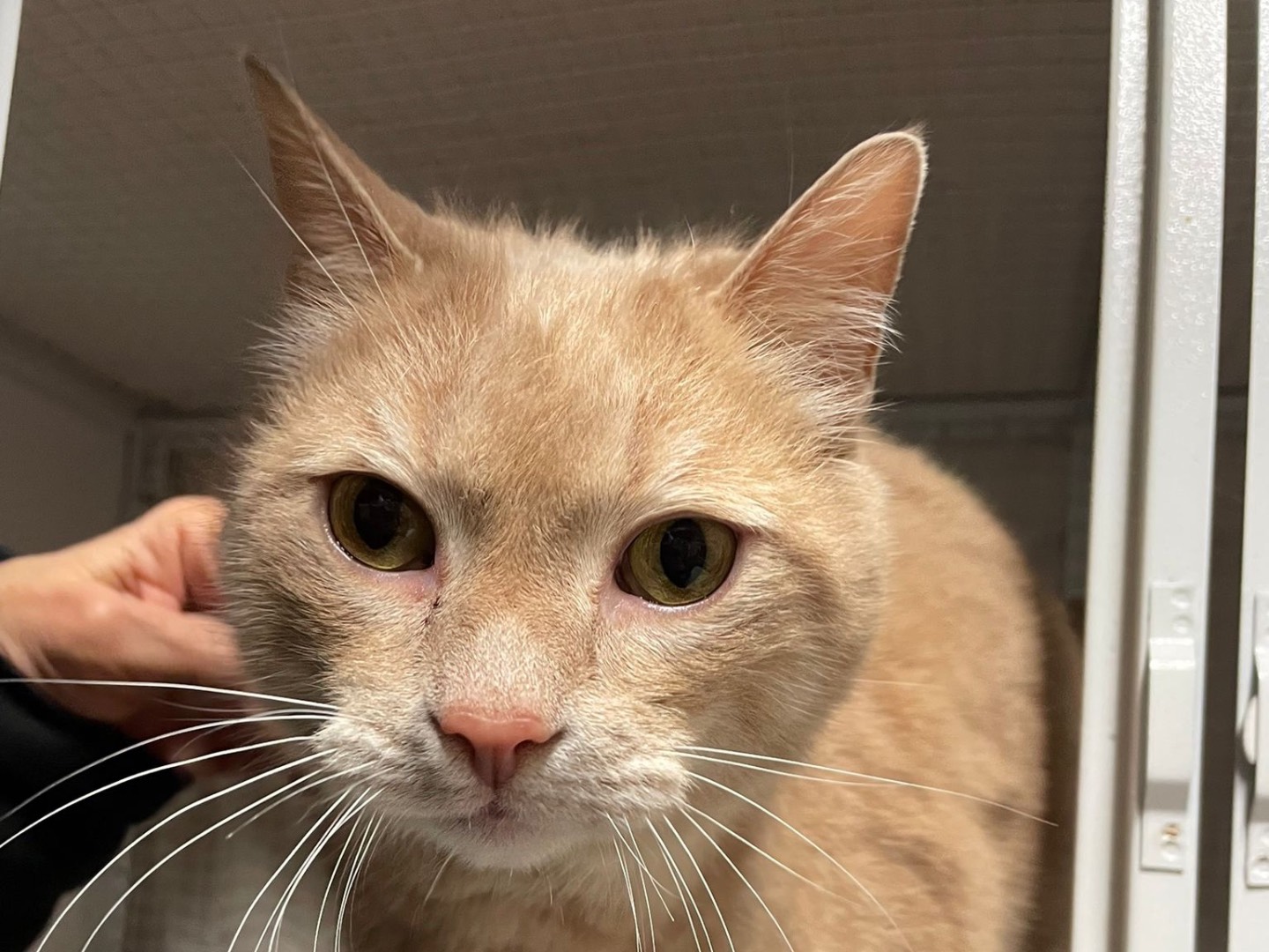 Adotta un gatto, maschio, 8 anni e 7 mesi, Milano